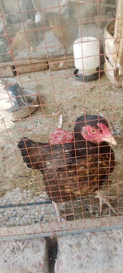 Aseel dogli ||aseel hen ||hen for sale dogli aseel hen