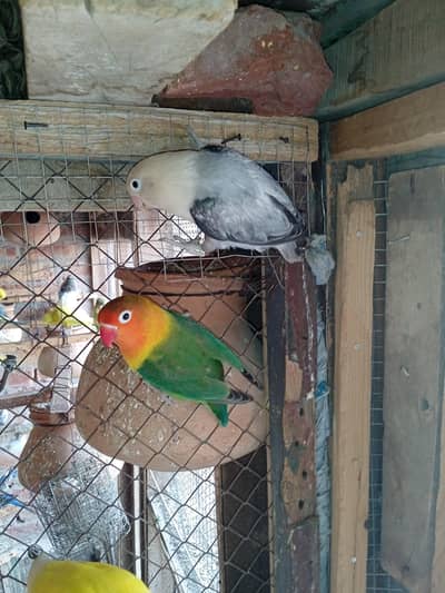 love bird & Budgies parrot