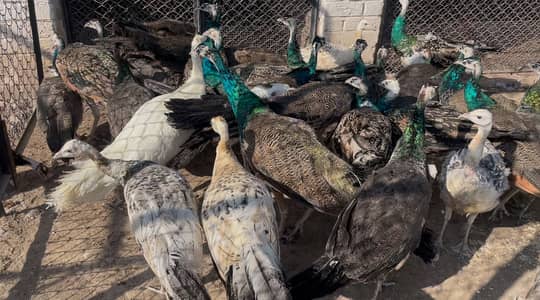 Peacocks | Moor || Pathy || females