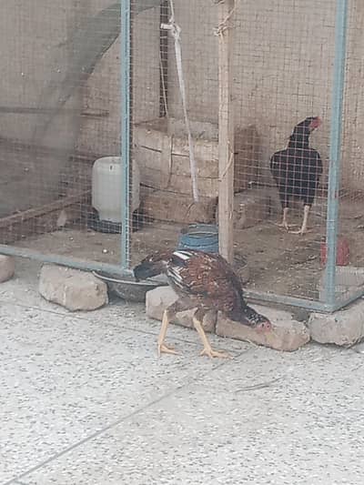 Aseel madi || aseel hen ||madi aseel