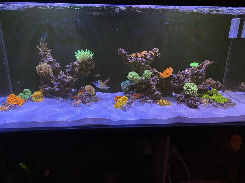 Sea Water Reef Aquarium - Large
