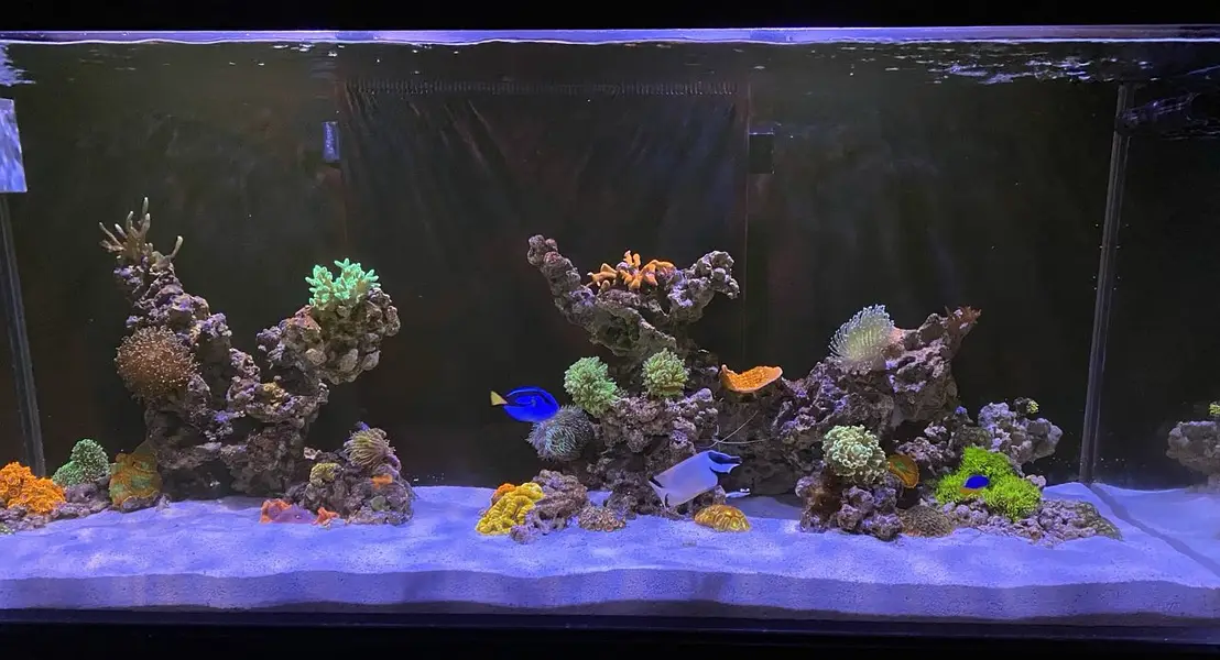 Sea Water Reef Aquarium - Large — photo 5