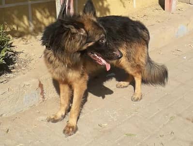 German Shepherd Pedigree Male . Healthy & Active