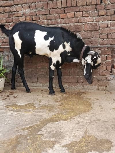 Pure Beetal | بکرا | Desi bakra | breeder goat | Pure amratsari beetal