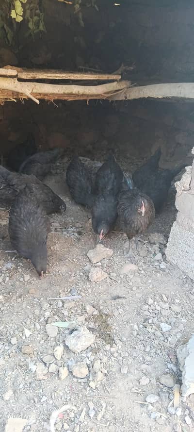 Pure austrolop breed available for sell