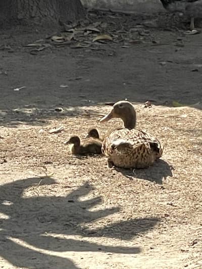 Pair of ducks with baby’s