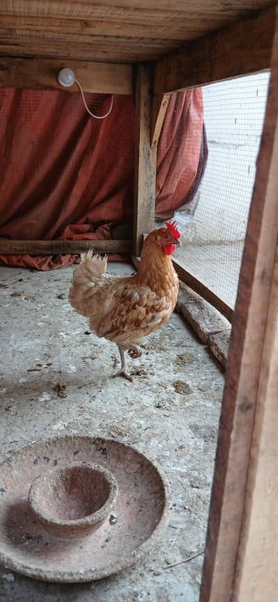 Enda dati Golden Misri Murgi