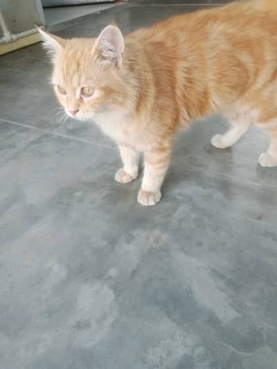 persion cat (03452601876)