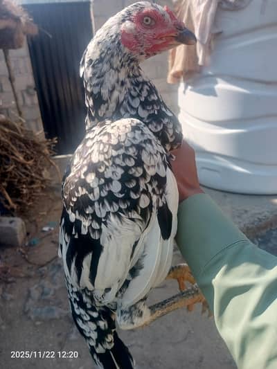 female for sale