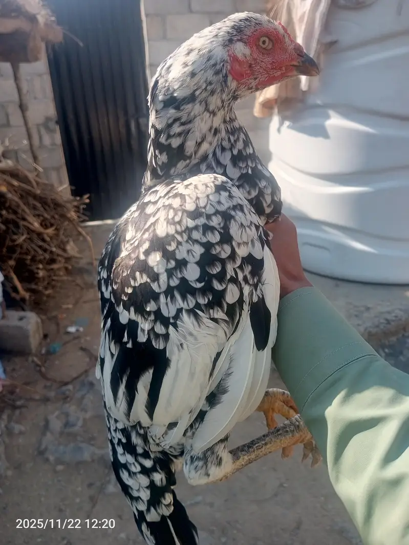 female for sale — photo 2