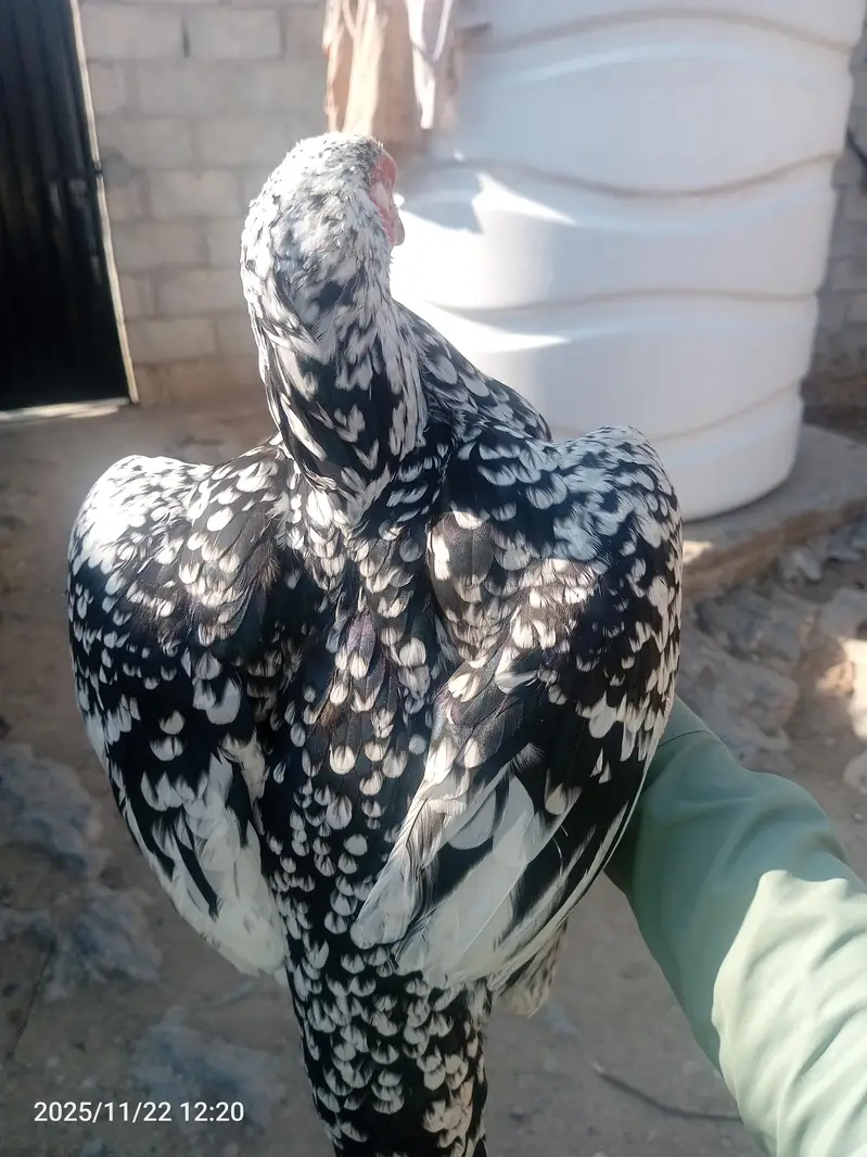 female for sale — photo 4
