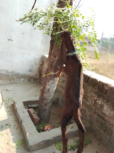 Best Pure Beetal nasal 2 Bakra best qualti