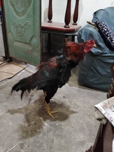 bahut achi quality ka ha jis Bhai ne Lena ho rabta kren