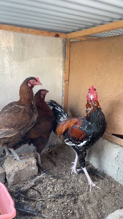 Egg laying aseeel hens