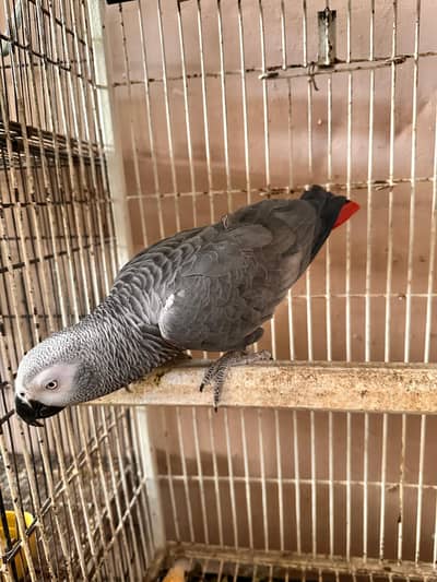 grey parrot female adult