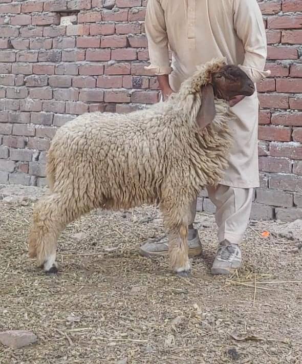 تین عدد بھیڑیں برائے فروخت 1