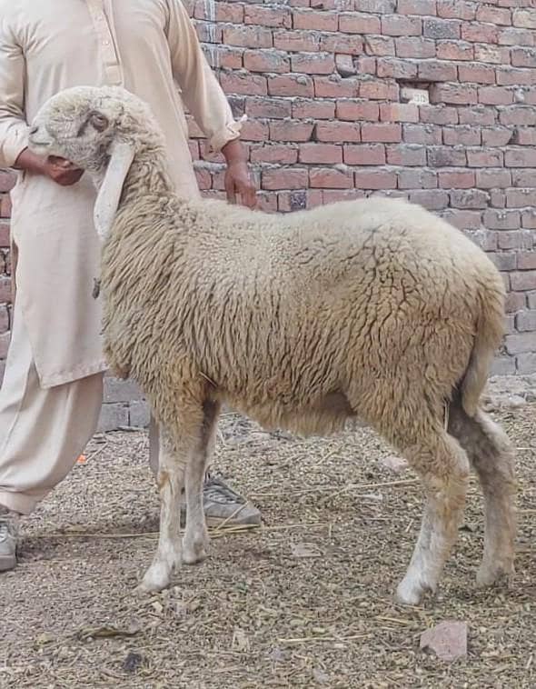 تین عدد بھیڑیں برائے فروخت 2