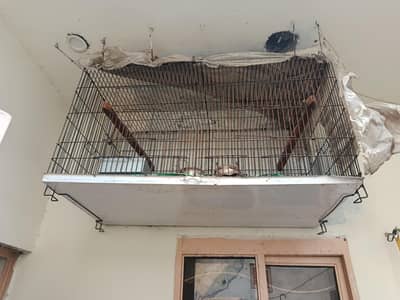 mote tar raw cage 2/4