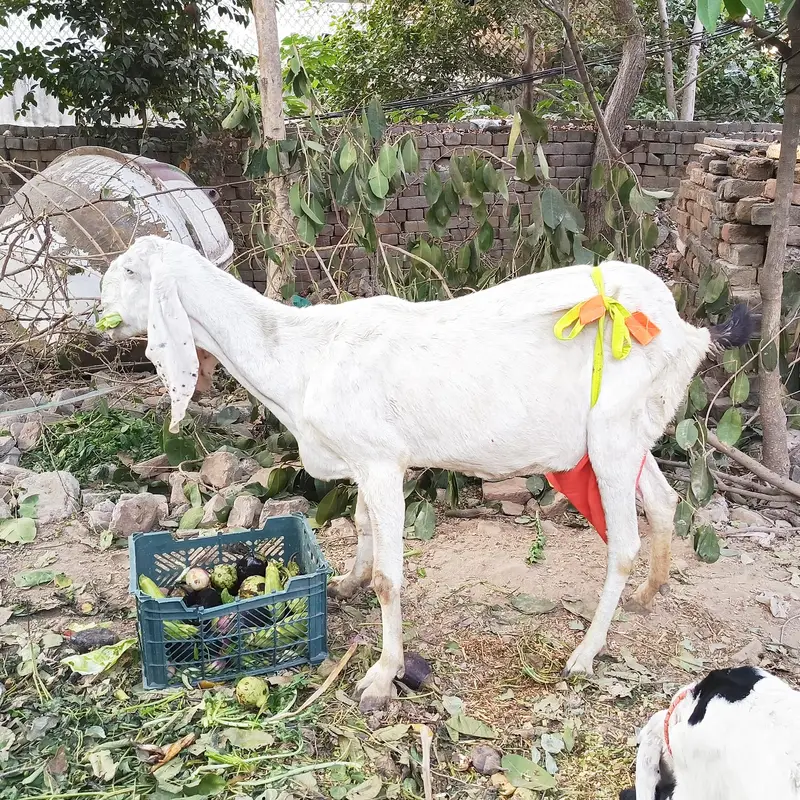 RAJANPURI GOAT FOR SALE