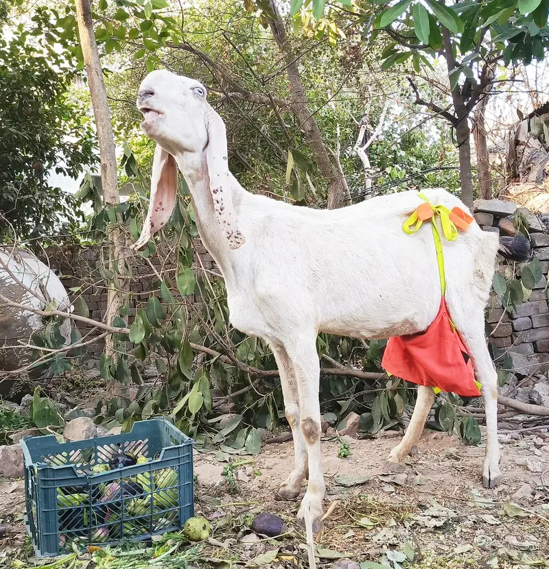 RAJANPURI GOAT FOR SALE — photo 2