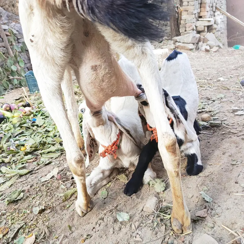 RAJANPURI GOAT FOR SALE — photo 3