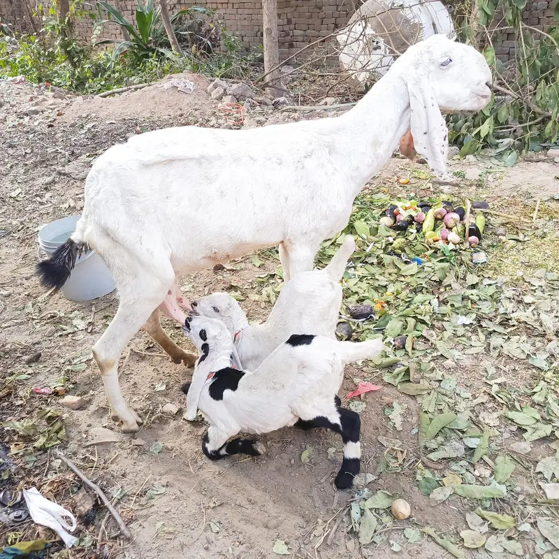 RAJANPURI GOAT FOR SALE — photo 4