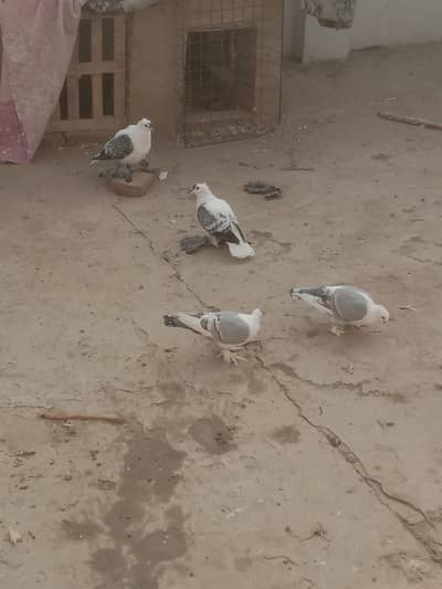 Blue charry swallow pair