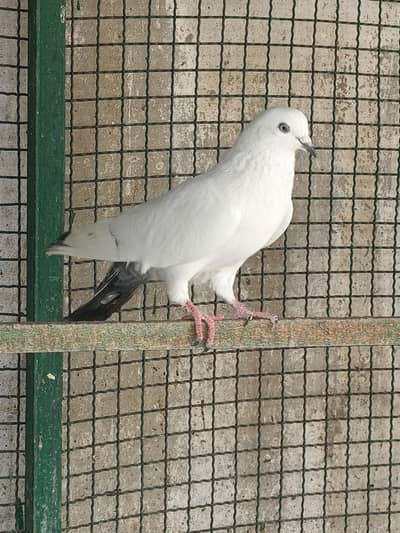 Quality Kabili Pigeons