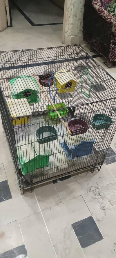 Hen / Birds Cage