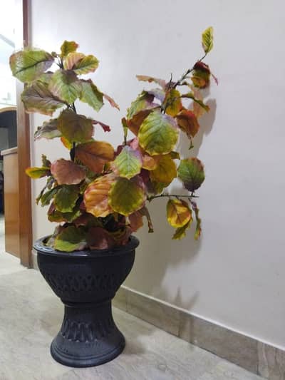 Decor Tree Pot - Beautiful Home Décor Piece