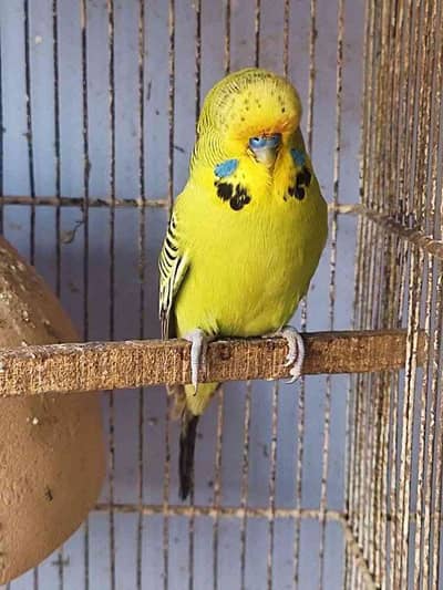 waqar baladi