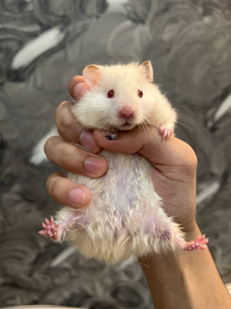 Hamsters 0