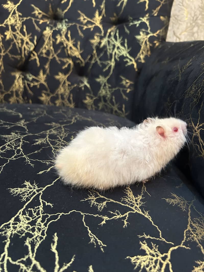 Hamsters 1