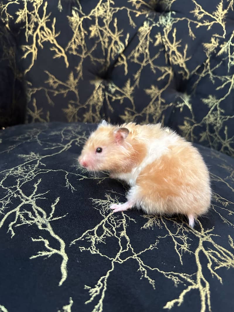 Hamsters 2
