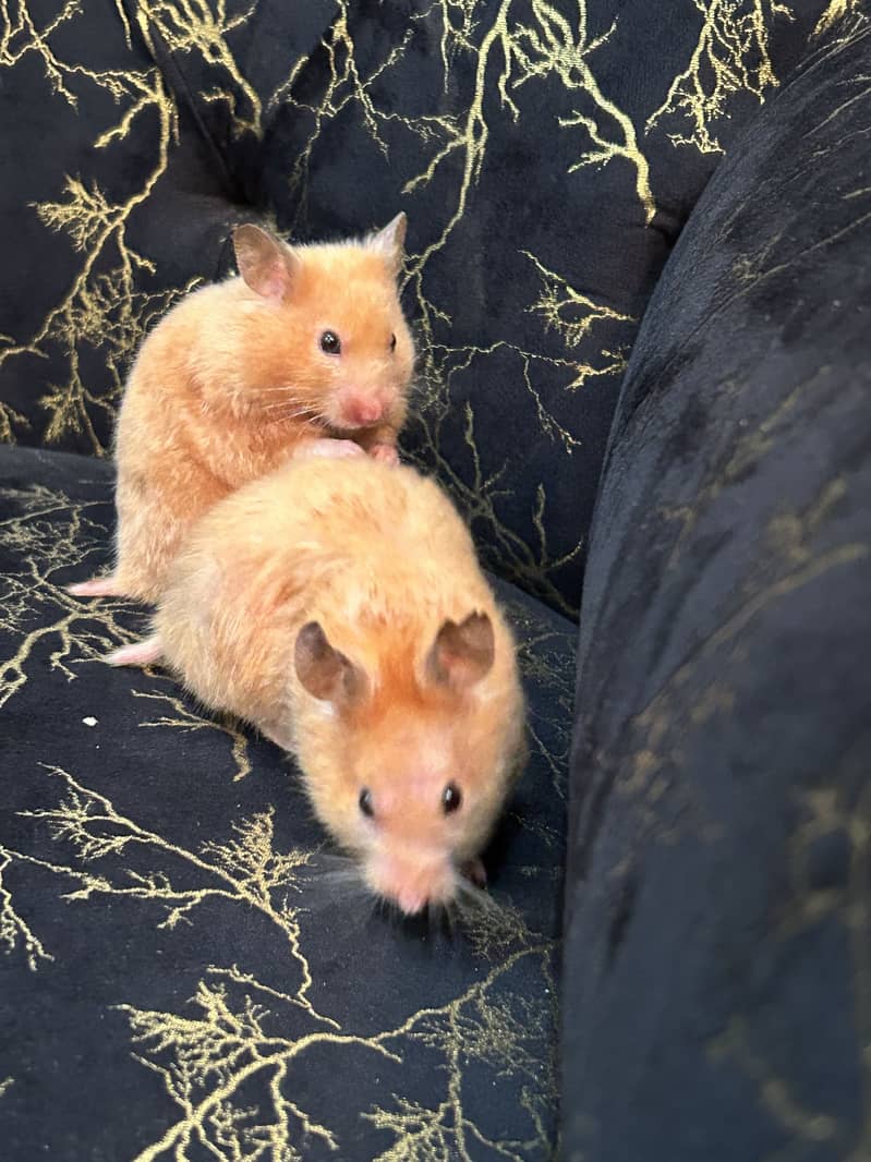 Hamsters 3