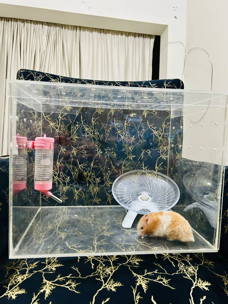 Hamsters 6