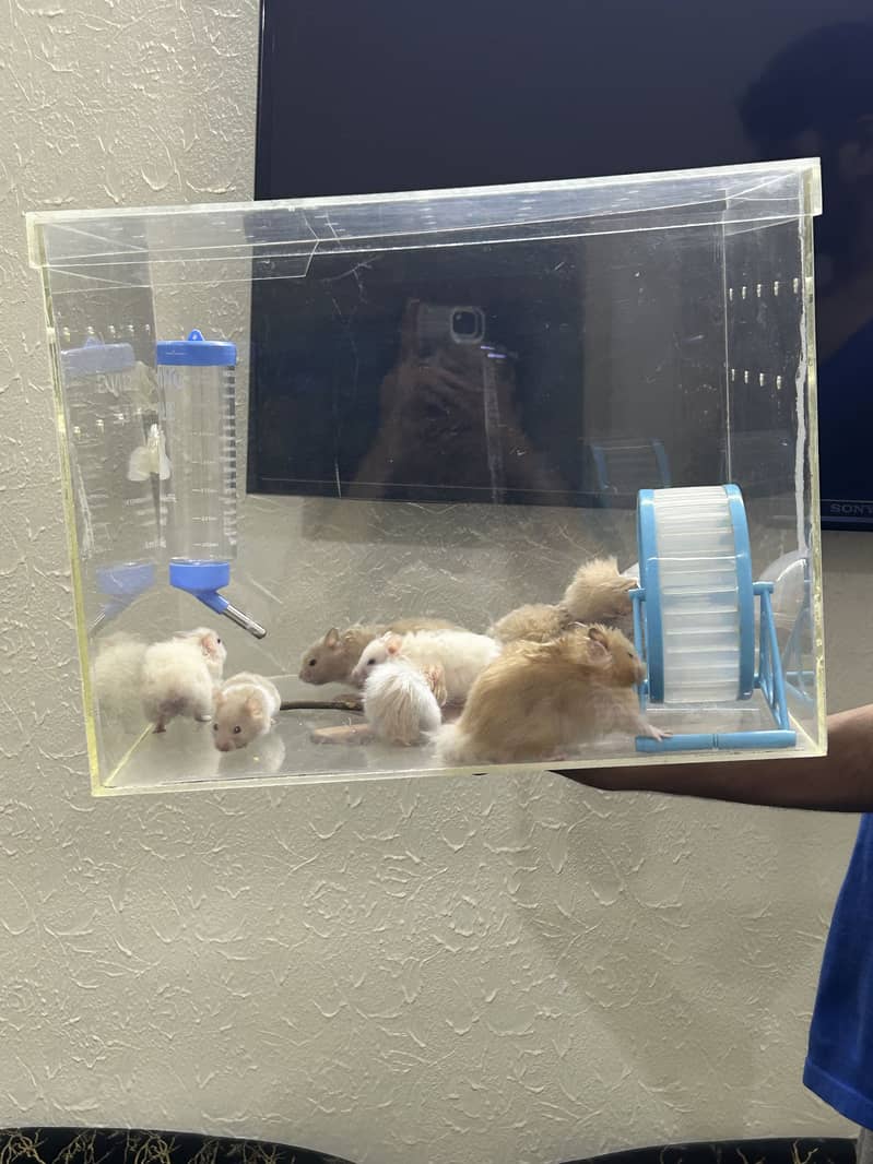 Hamsters 7