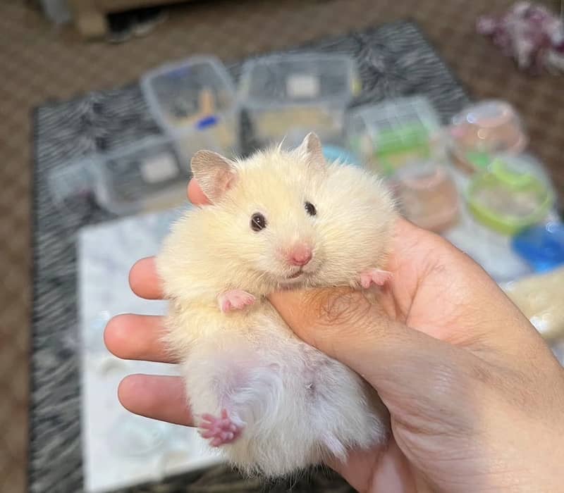 Hamsters 11