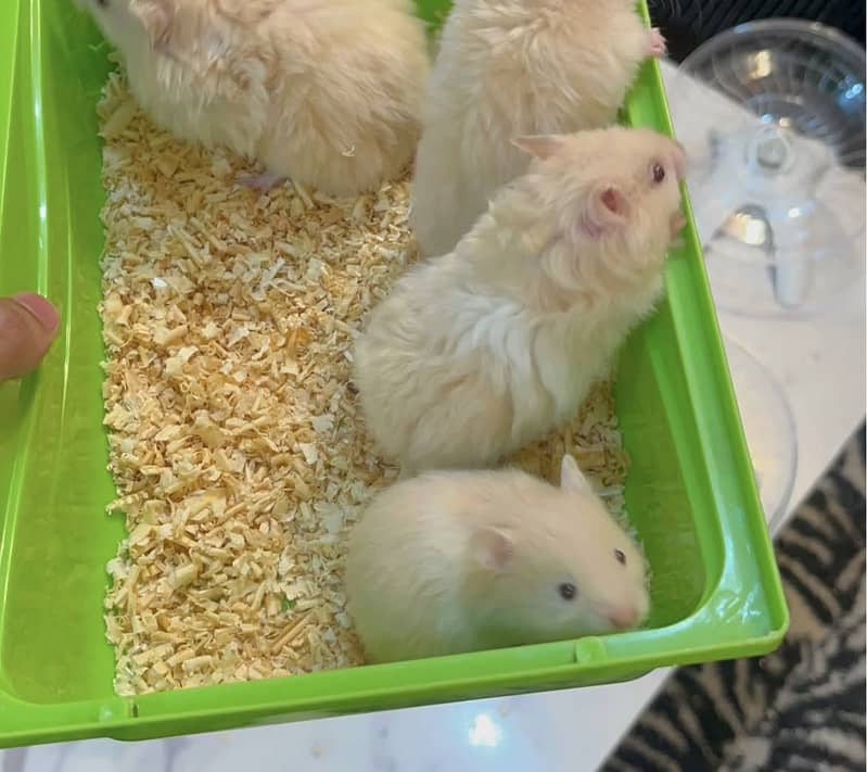 Hamsters 12