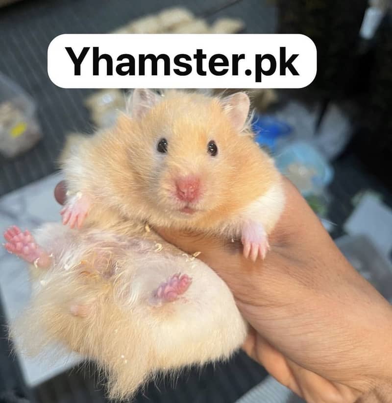 Hamsters 13