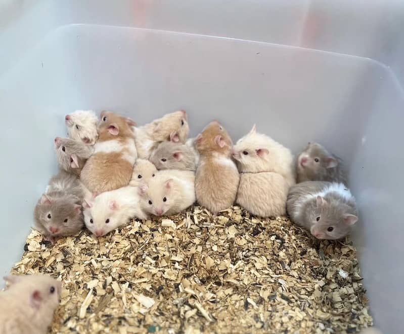 Hamsters 14