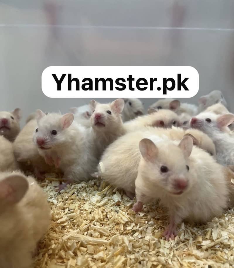 Hamsters 15