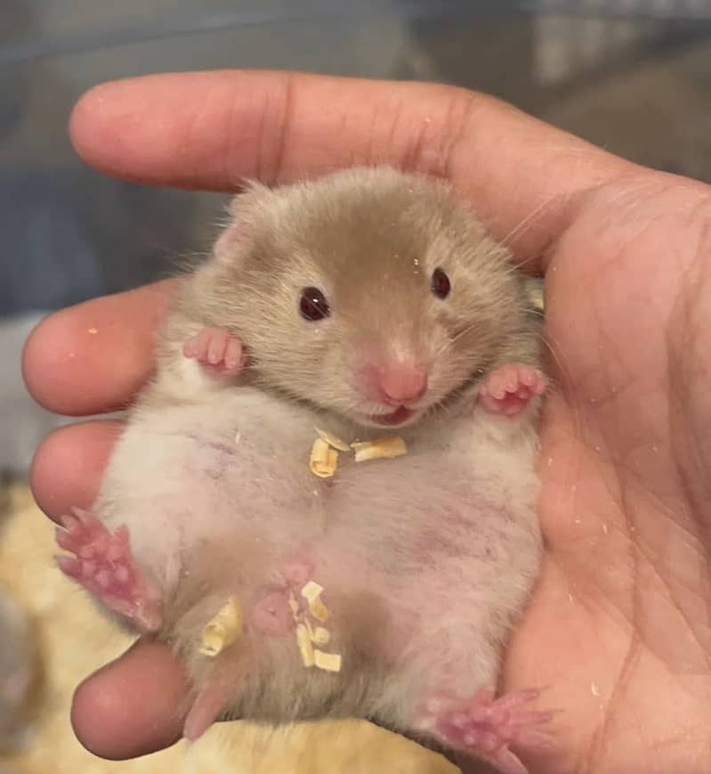 Hamsters 16