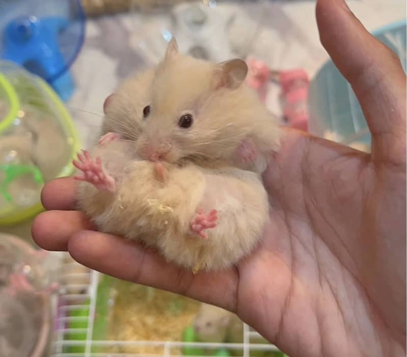 Hamsters 17