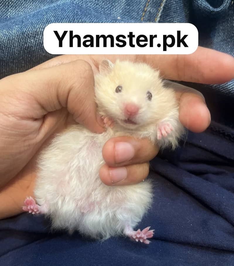 Hamsters 18