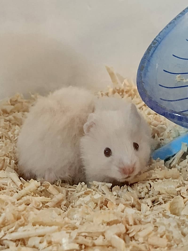 HAMSTERS AVAILABLE 3