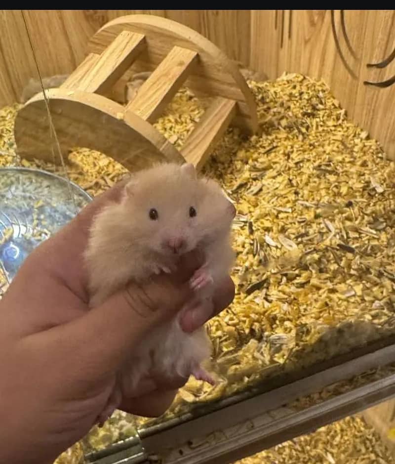 HAMSTERS AVAILABLE 0