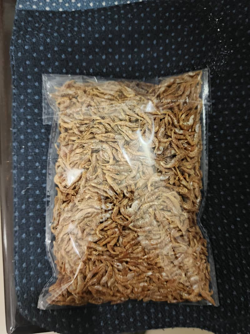 HAMSTERS AVAILABLE 14