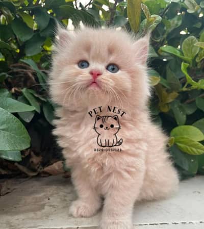 parshion triple cote kitten cat male and female home delivery