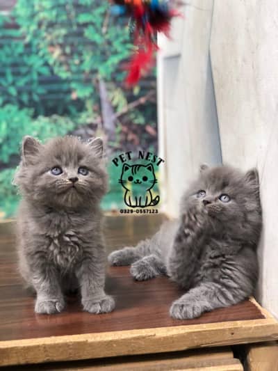 home deliverey availab parshion triple cote kitten cat male and female